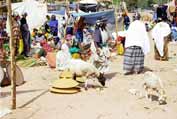 At the market at Dire Dawa. East, Ethiopia.