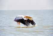 Pelican at Tana lake. Ethiopia.