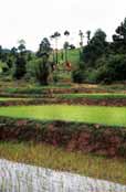 Rice field. Area around Kalaw village. Myanmar (Burma).
