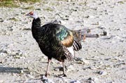 Wild Turkey,Tikal. Guatemala.