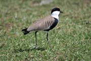 Spur-winged Lapwing (Vanellus spinosus), Ziway lake. South,  Ethiopia.