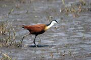 African jacana (Actophilornis africanuss), Ziway lake. Ethiopia.