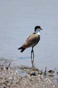 Spur-winged Lapwing (Vanellus spinosus), Ziway lake. Ethiopia.
