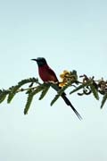 Carmine Bee-eater (Merops nubicus), Ziway lake. Ethiopia.