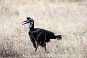 Ground Hornbill (Bucorvus ladbeateri), Ziway lake. Ethiopia.