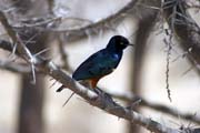 Greater Blue-eared Starling (Lamprotornis chalybaeus), Abiata lake. Ethiopia.