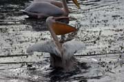 Pink-backed Pelican (Pelecanus rufescens), Shala lake. Ethiopia.