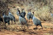 Vulturine Guineafowl (Acryllium vulturinum). South, Ethiopia.