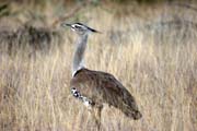 Kori Bustard (Ardeotis kori). South, Ethiopia.