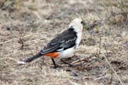 White-headed Buffalo-Weaver (Dinemellia dinemelli). South, Ethiopia.