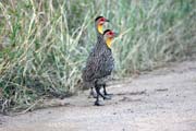 Yellow-necked Spurfowl (Francolinus leucoscepus). South, Ethiopia.