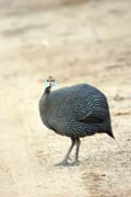 Helmeted Guineafowl (Numida meleagris). South, Ethiopia.