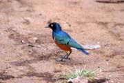 Superb Starling (Lamprotornis superbus). South, Ethiopia.
