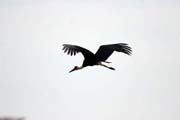 Woolly-necked Stork (Ciconia episcopus), Murlle. Ethiopia.