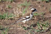 White-browed Sparrow-Weaver (Plocepasser mahali). South, Ethiopia.