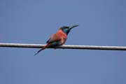 Carmine Bee-eater (Merops nubicus). South,  Ethiopia.