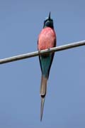 Carmine Bee-eater (Merops nubicus). South, Ethiopia.