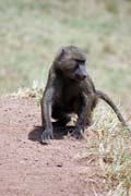 Baboon. South,  Ethiopia.