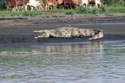 Crocodile, Arba Minch. South, Ethiopia.