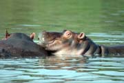 Hippo, Arba Minch. South,  Ethiopia.