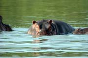 Hippo, Arba Minch. South, Ethiopia.