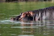 Hippo, Arba Minch. South, Ethiopia.