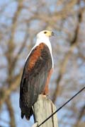 Fish Eagle (Haliaeetus vocifer), Arba Minch area. Ethiopia.