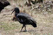 Ibis, Bale Mountain National Park. South, Ethiopia.