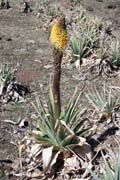 Flower red-hot poker. Bale Mountain National Park. South, Ethiopia.