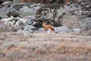 Ethiopian wolf. Bale Mountain National Park. South, Ethiopia.