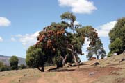 Bale Mountain National Park. South, Ethiopia.