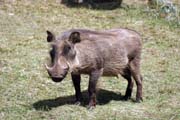Warthog. Bale Mountain National Park. South, Ethiopia.