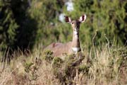 Mountain nyala. Bale Mountain National Park. South, Ethiopia.