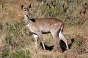 Mountain nyala. Bale Mountain National Park. South, Ethiopia.