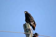 Brown Snake Eagle (Circaetus cinereus). South, Ethiopia.