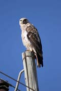 Little Sparrowhawk  (Accipiter minullus). South, Ethiopia.