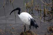 Sacred Ibis (Threskiornis aethiopicus). South,  Ethiopia.