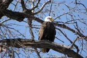 American Bald Eagle (Haliaeetus leucocephalus), Mississippi river area, Wabasha, Minnesota. United States of America.