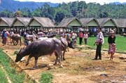 Main weekly market at Rantepao, Tana Toraja area. Sulawesi, Indonesia.