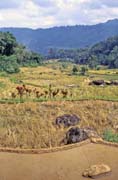 Ricefield, Tana Toraja area. Indonesia.