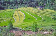 Ricefields along way from Mamasa to Rantepao. Tana Toraja area. Indonesia.