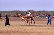 Cattle market at Dj�bok village. Mali.