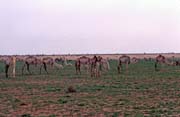 Camel herd. Sahara desert. Mali.