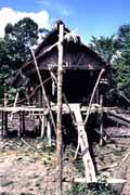 Traditional mentawai house. Siberut island. Sumatra, Indonesia.