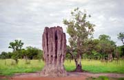 Termits. Kakadu National park. Australia.