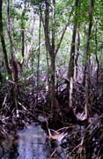 Jungle in Cape Tribulation area. Australia.