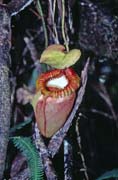 Meat eating flower at jungle around Mt. Kinabalu. Malaysia.