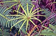 Fern at jungle around Mt. Kinabalu. Malaysia.