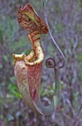 Meat eating flower at Bako national park. Malaysia.
