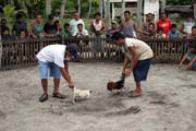 Cockfighting preparation. The owners starts to prepare the cocks for the fighting. The last minutes to bet on the winner. Malapascua. Philippines.